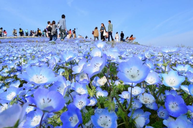 สวนดอกไม้ทั้งหมดประมาณ 5 แห่งเพื่อเยี่ยมชมที่ Kyushu Japan