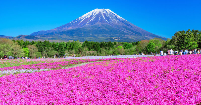 All about 5 Flower Parks to Visit in Kyushu Japan 2