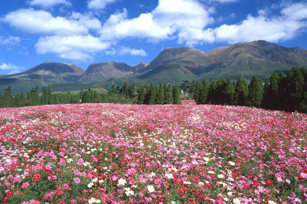 Coming with 5 Flower Parks to Visit in Kyushu Japan 2