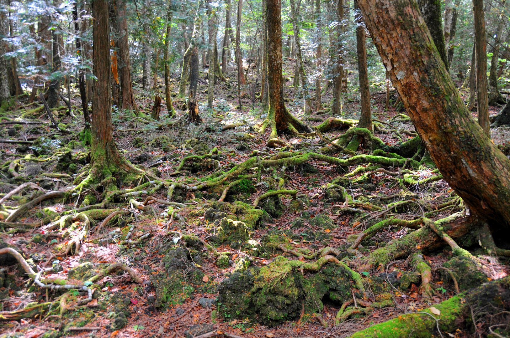 All about Aokigahara Forest – The Suicide Forest in Japan 5