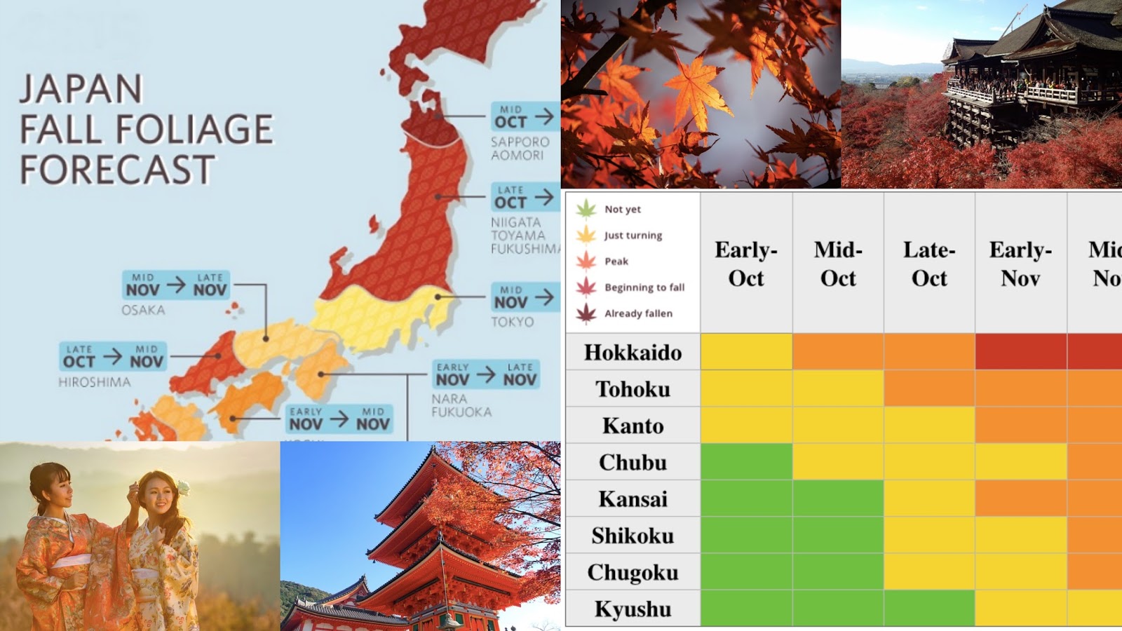 가을에 관한 모든 것. 일본에서 2024 년에 예상되는 잎.