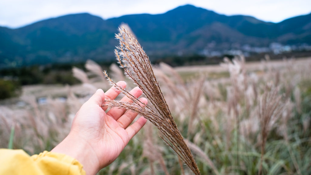 All about Pampas Grass Spots in the Kanto Region in Japan 3