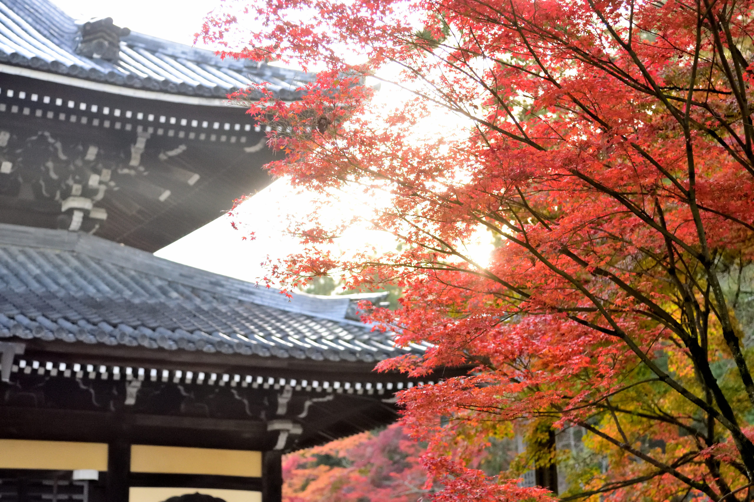 Autumn leaves at Nanzenji Temple 南禅寺 2024