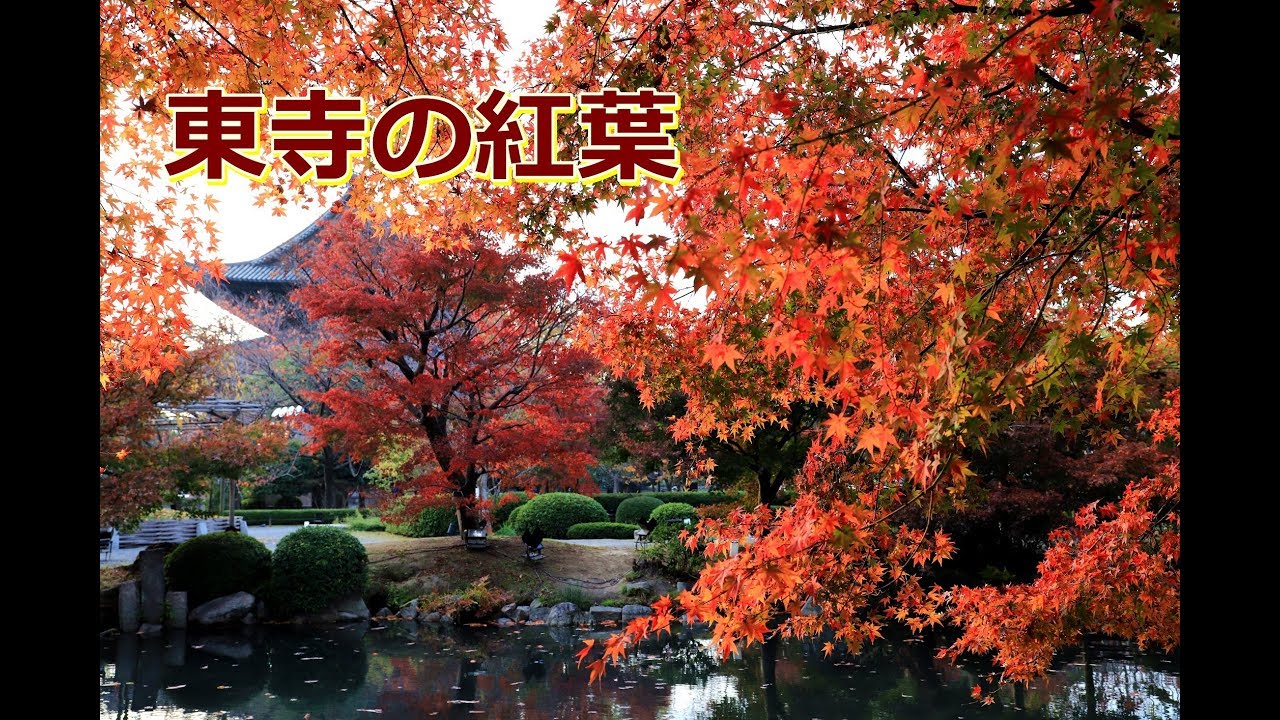 Autumn leaves at Toji 東寺 2024 4