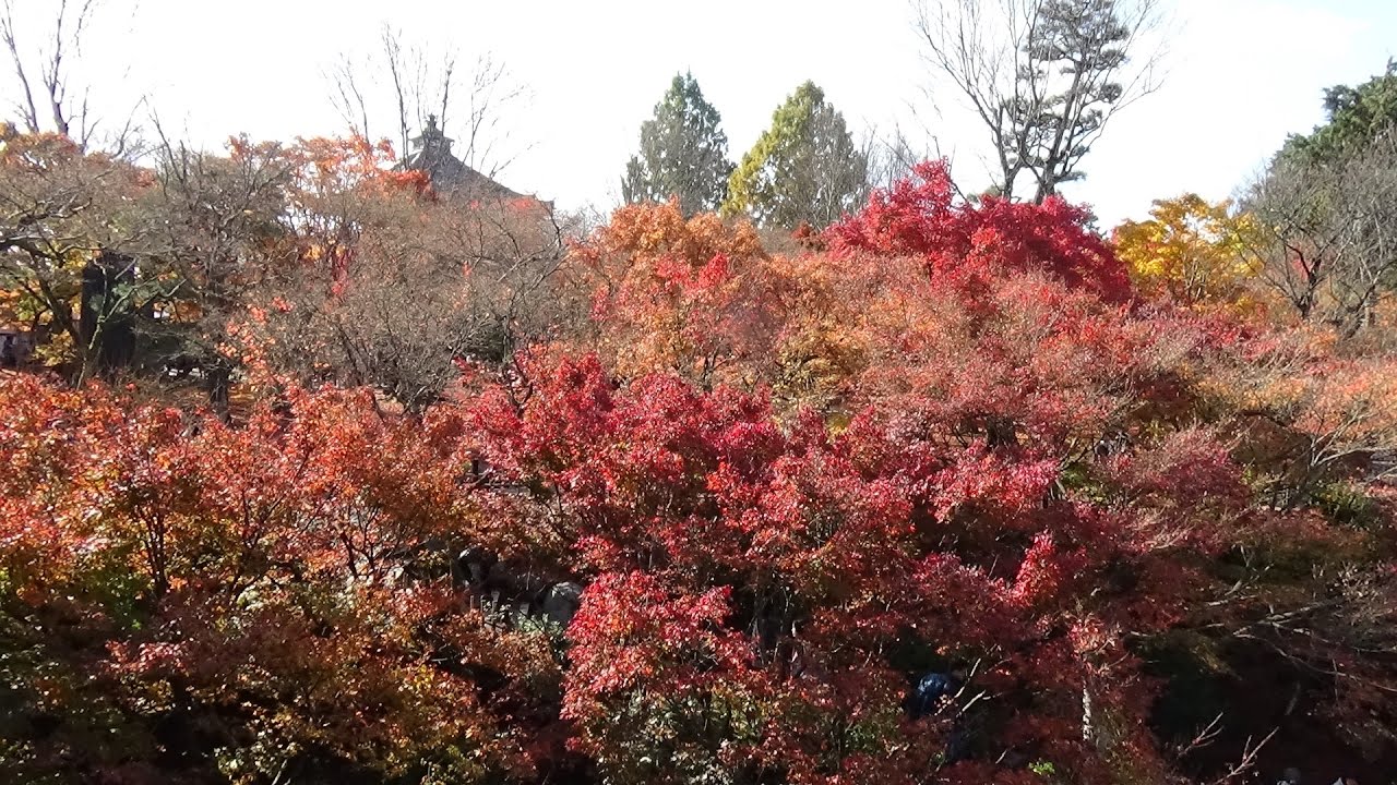 Autumn leaves at Toji 東寺 2024 5