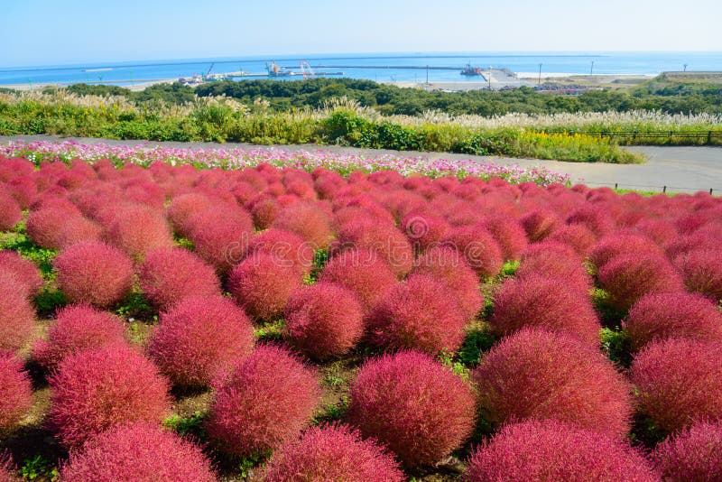 Hitachi Seaside의 소유자 인 Hitachi Seaside Park State의 가을 잎/색상.파크 (이 바라키) 2024