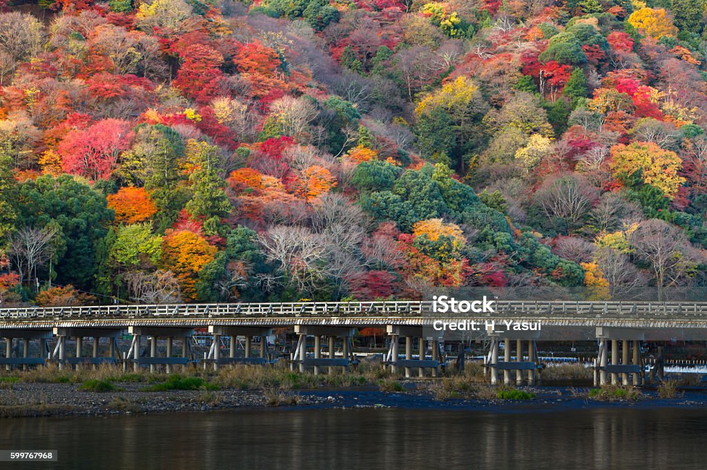 Autumn leaves in Arashiyama 嵐山 2024 4