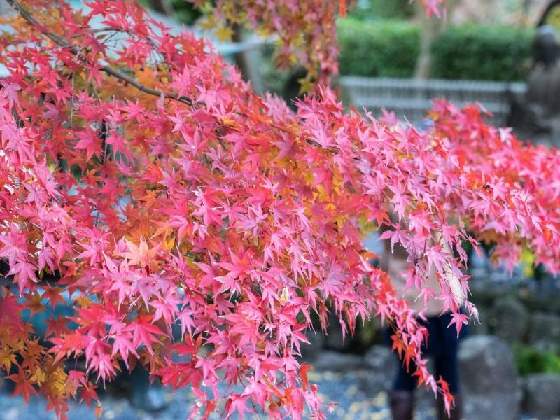 Autumn leaves in Hasedera 長谷寺 (Kanagawa) 2024