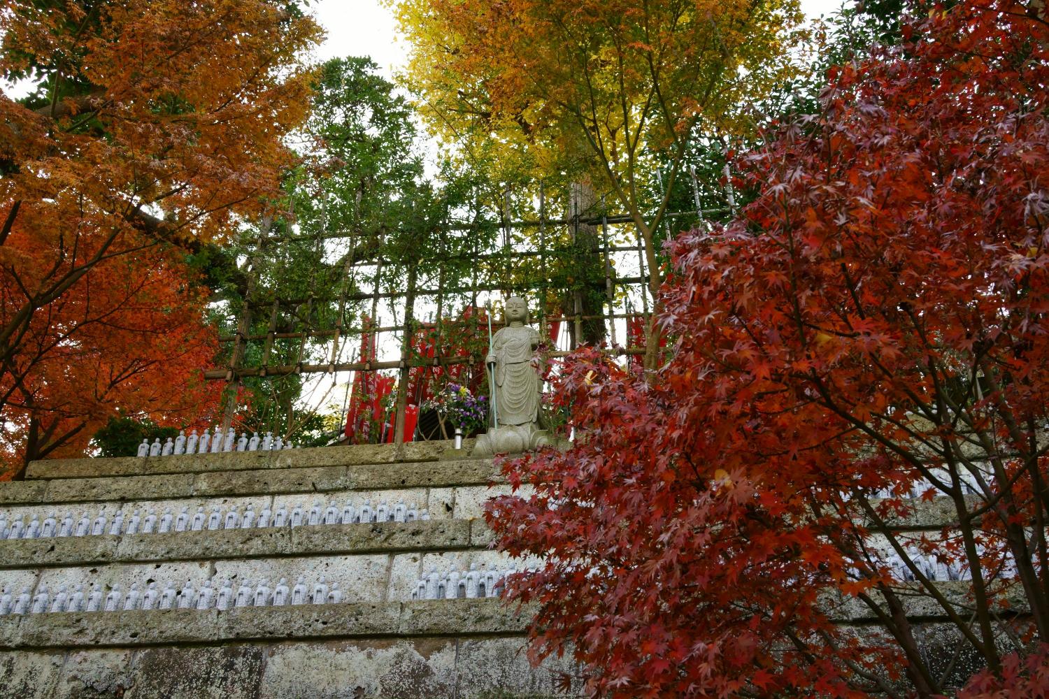 Autumn leaves in Hasedera 長谷寺 (Kanagawa) 2024 2