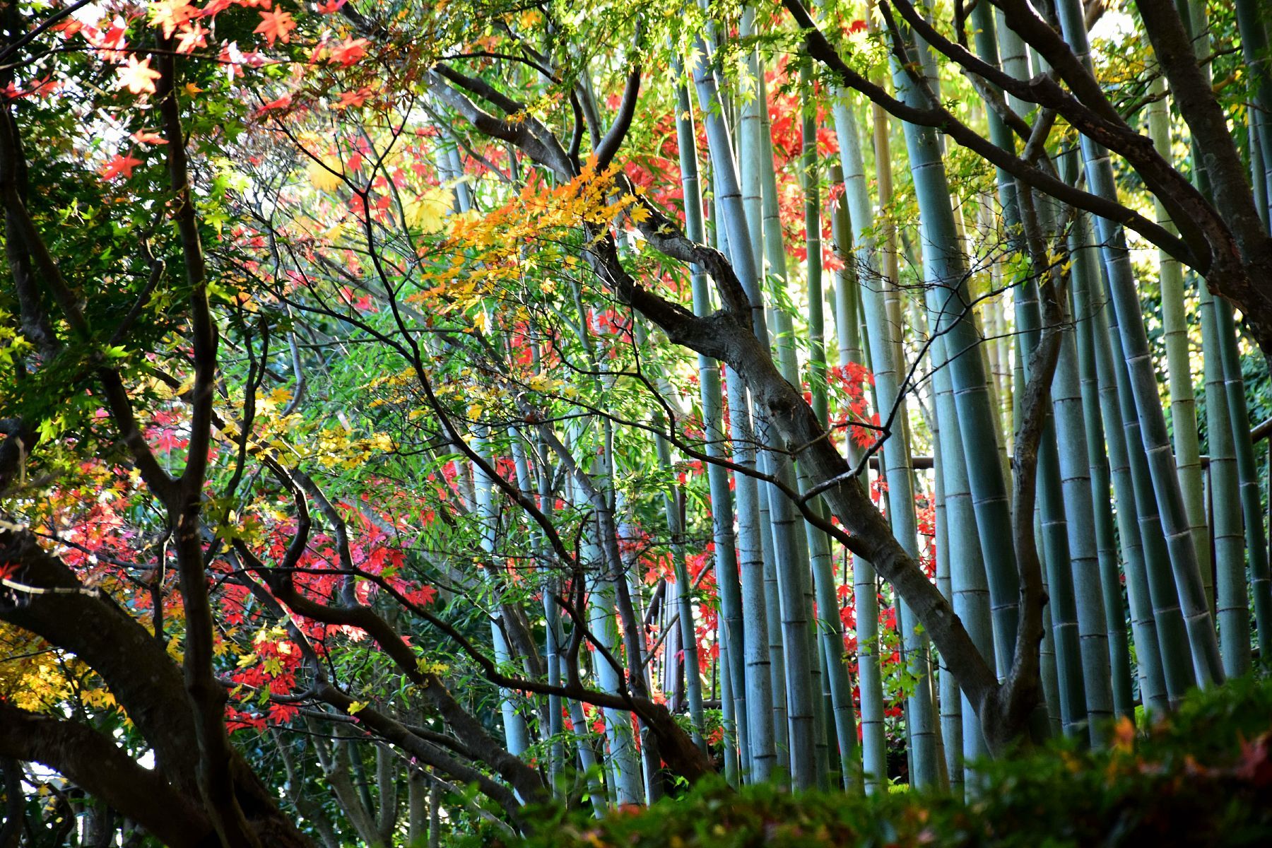 Autumn leaves in Hasedera 長谷寺 (Kanagawa) 2024 5