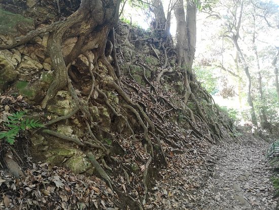 日本でカマクラのジオンヤマハイキングトレイルを発見してください