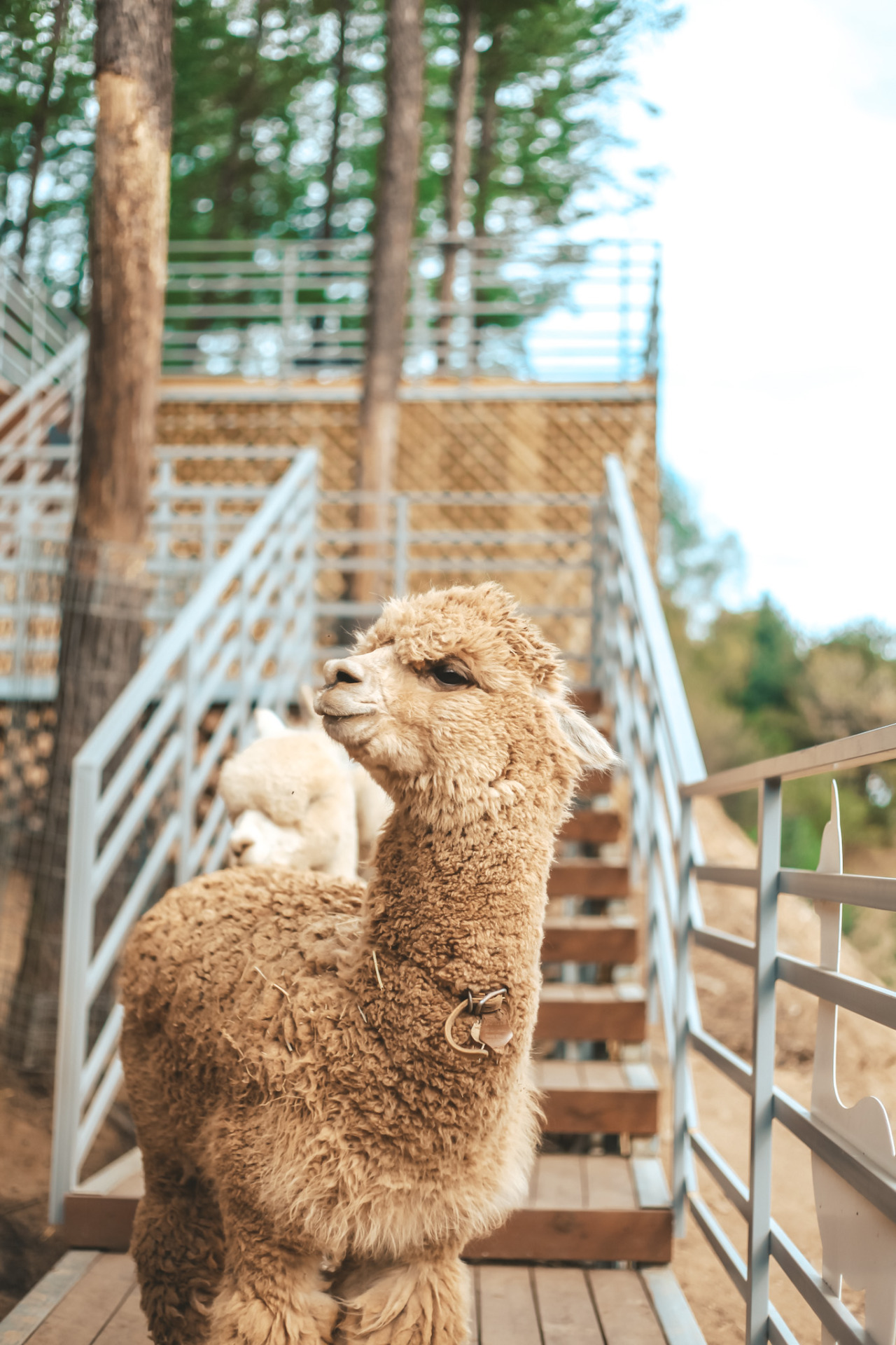 Ontdek de grootste Alpaca -boerderij in Japan in Japan