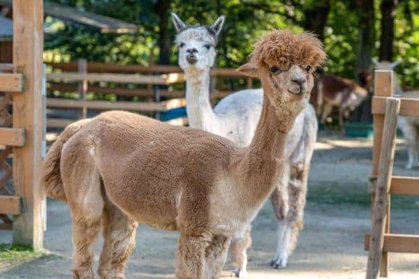 Discover The Largest Alpaca Farm in Japan in Japan 3