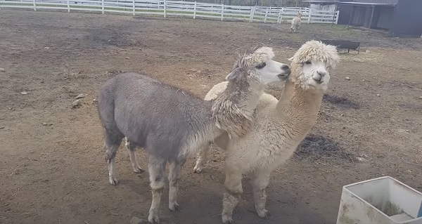 Discover The Largest Alpaca Farm in Japan in Japan 4
