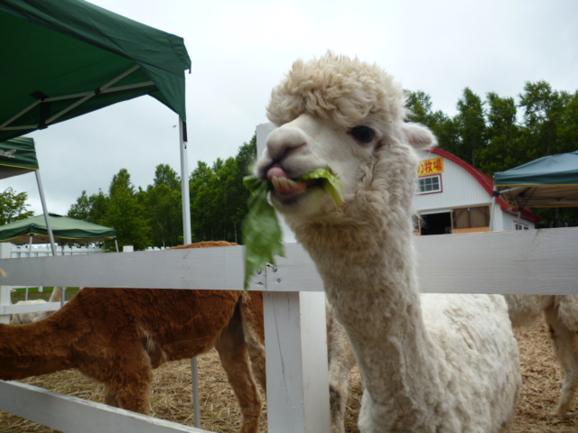 Discover The Largest Alpaca Farm in Japan in Japan 5