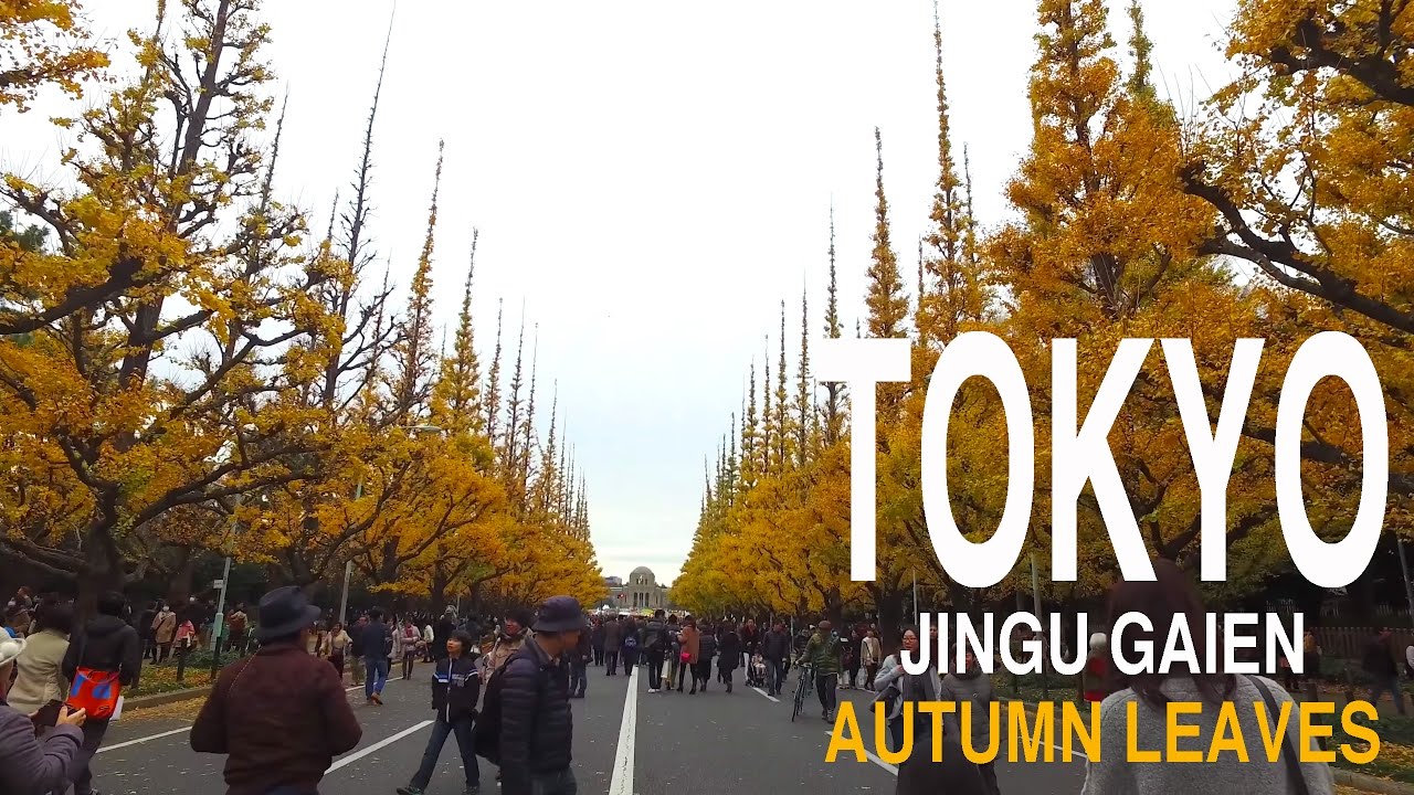 Exploring Jingu Gaien Gingko Festival Japan 2024 4