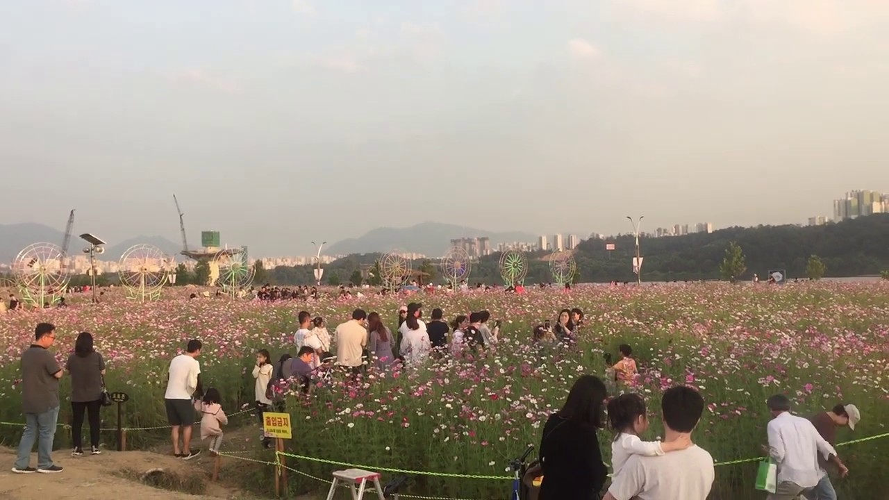 All about Toyono Cosmos Festival in Japan 2