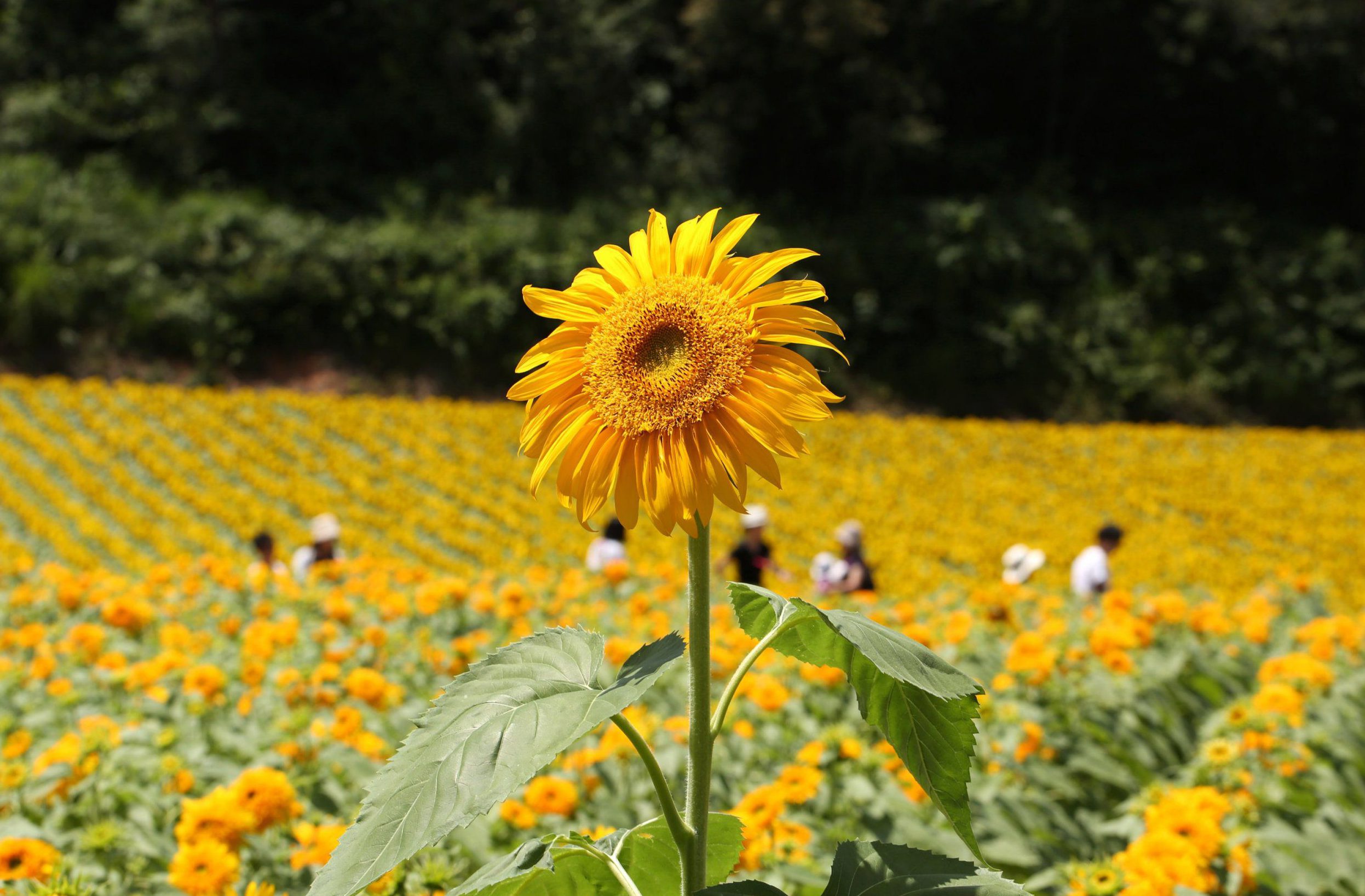 دليل مرافعي Sunflower Festa في Soleil Hill Japan 2024