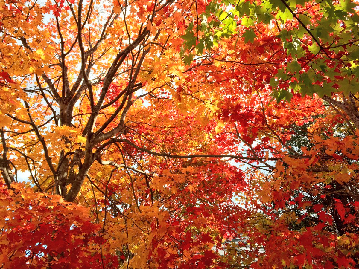 Seeing autumn leaves (紅葉) in Hokkaido 北海道 2
