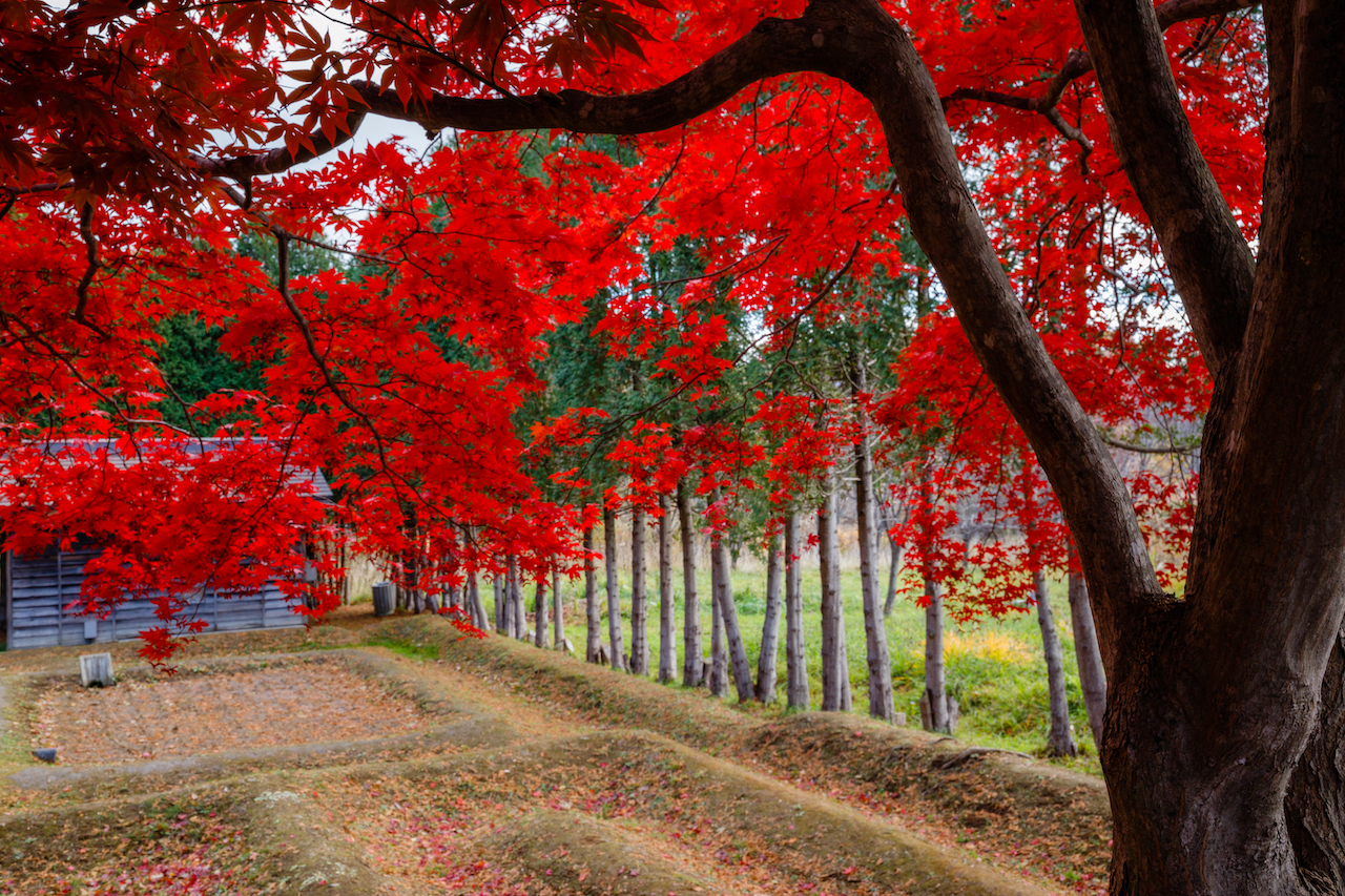 Seeing autumn leaves (紅葉) in Hokkaido 北海道 3