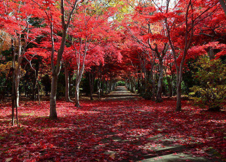Seeing autumn leaves (紅葉) in Hokkaido 北海道 5