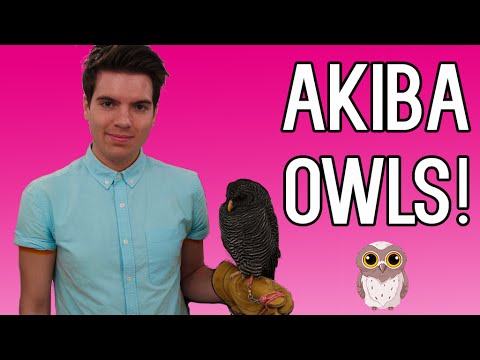 Visiting Akiba Fukuro - The Owl Cafe Japan 5