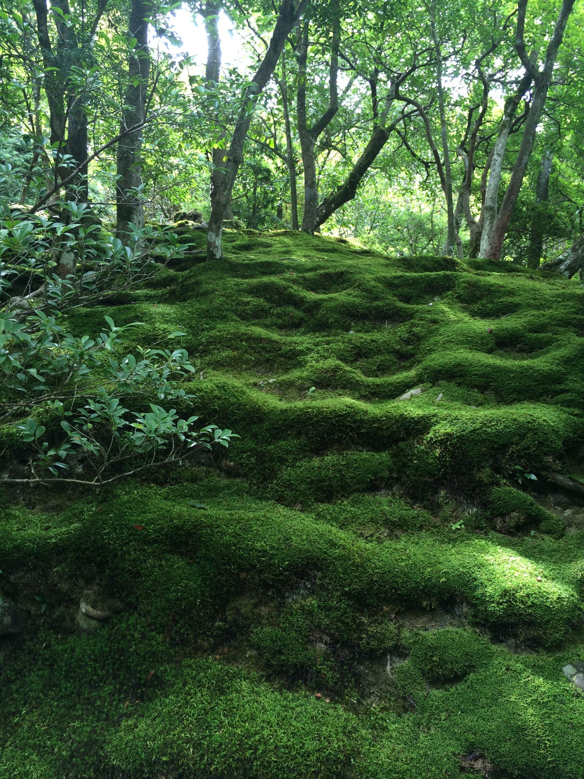 Visiting Koke no Mori – The Moss Forest in Japan