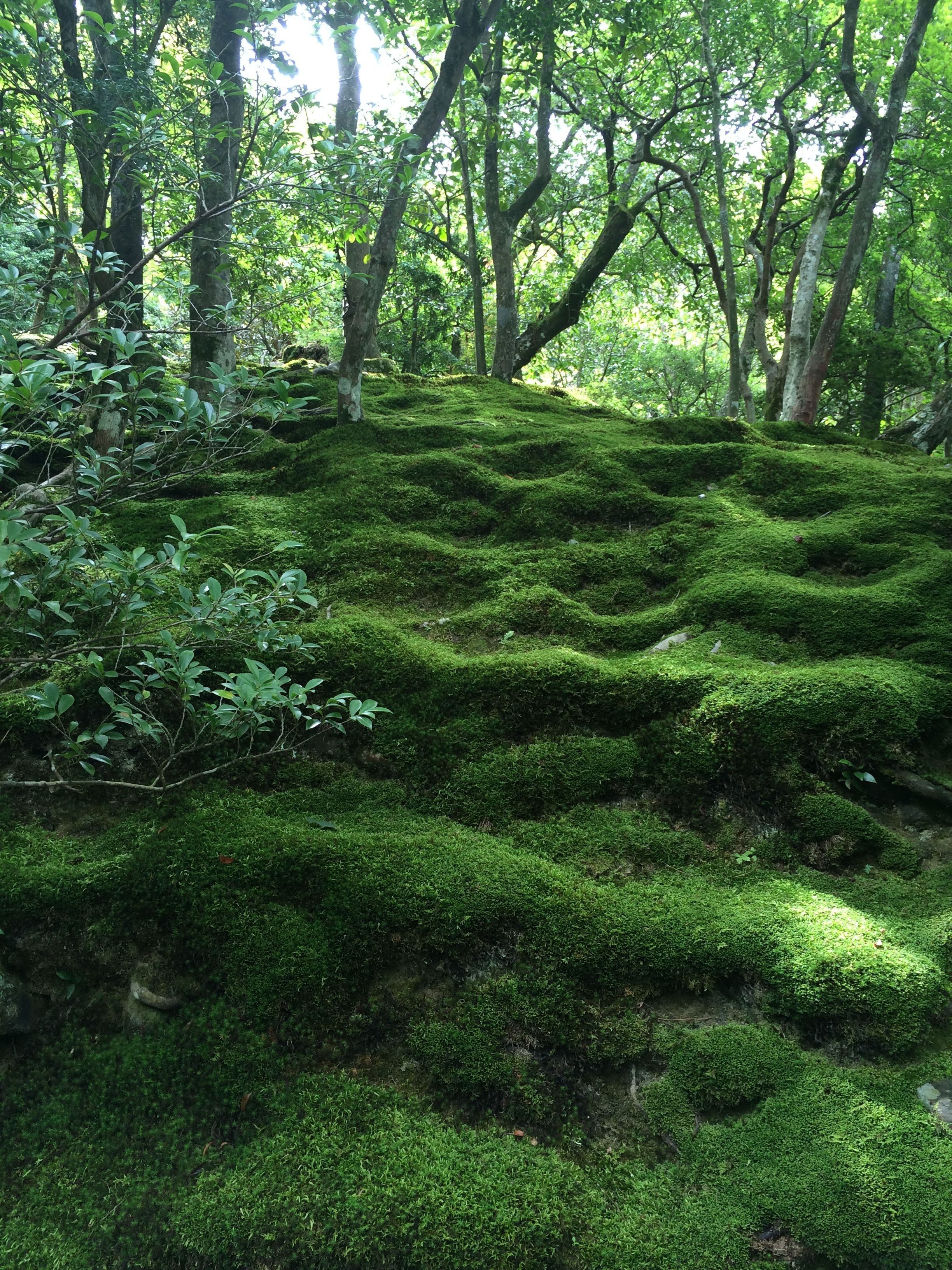 Visiting Koke no Mori – The Moss Forest in Japan 1