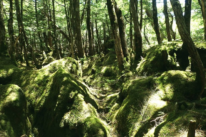 Visiting Koke no Mori – The Moss Forest in Japan 2