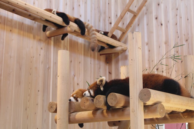 Verken het Nishiyama Park en Red Pandas in Sabae Japan.