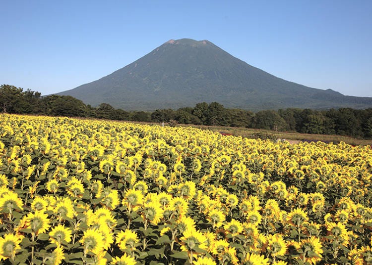 เยี่ยมชมดอกทานตะวันที่ Palette Hill ของ Hokkaido Japan 2024