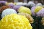 About Chrysanthemum Exhibit at Sankeien Japan 2
