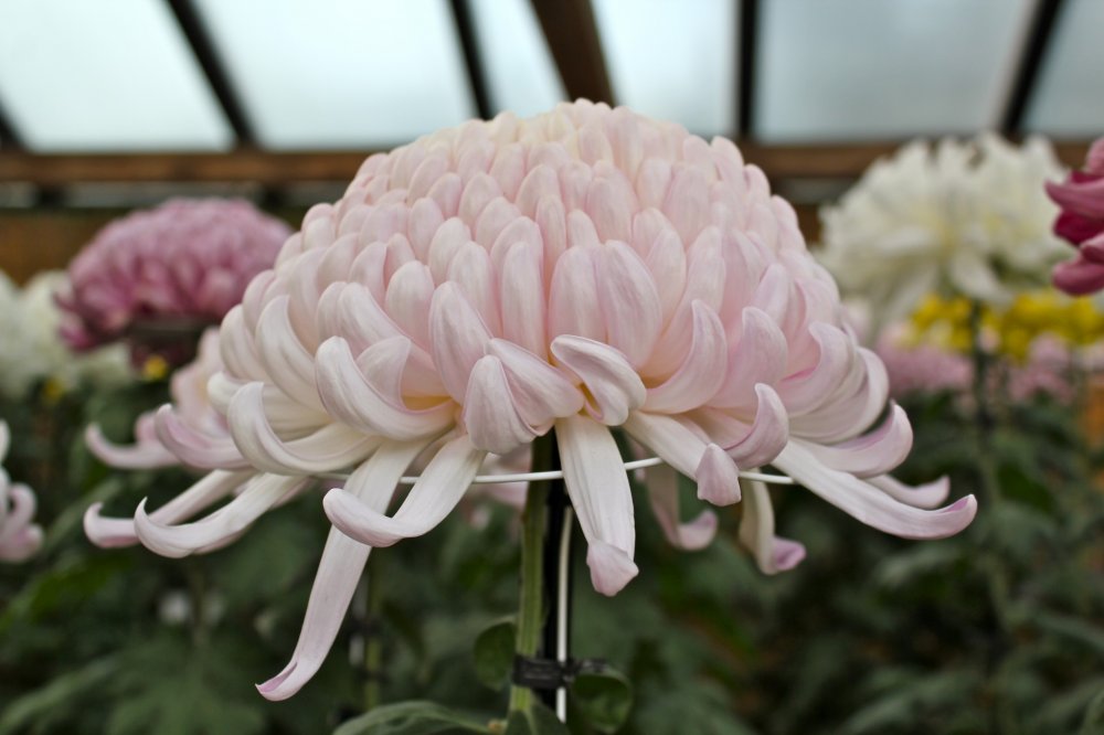About Chrysanthemum Exhibit at Sankeien Japan 3