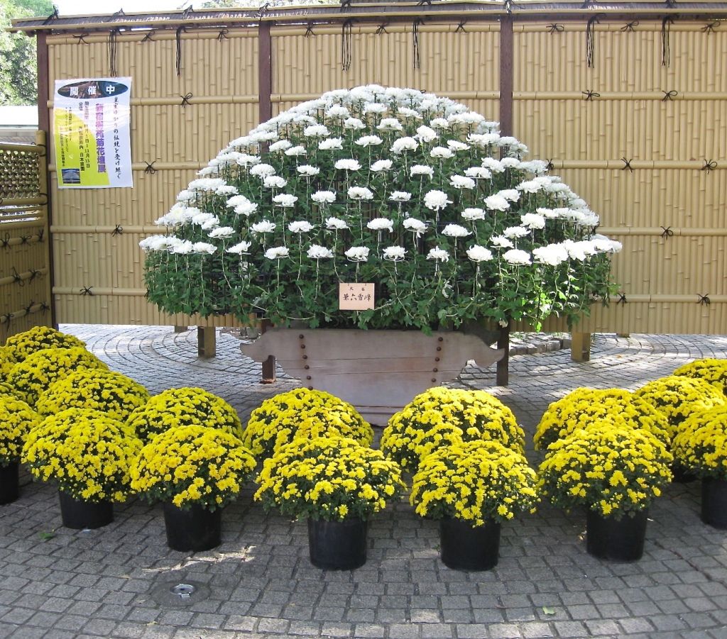 About Chrysanthemum Exhibit at Sankeien Japan 5