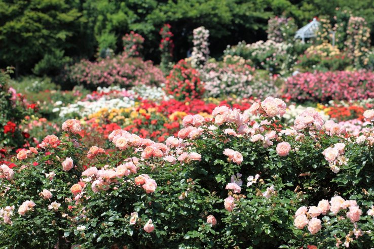 All about 5 of Japan's Best Rose Gardens Japan 4