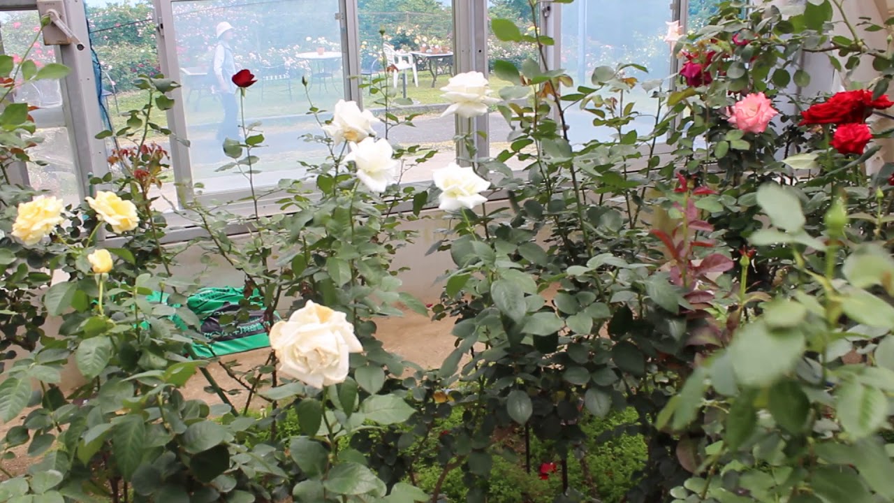 All about 5 of Japan's Best Rose Gardens Japan 5