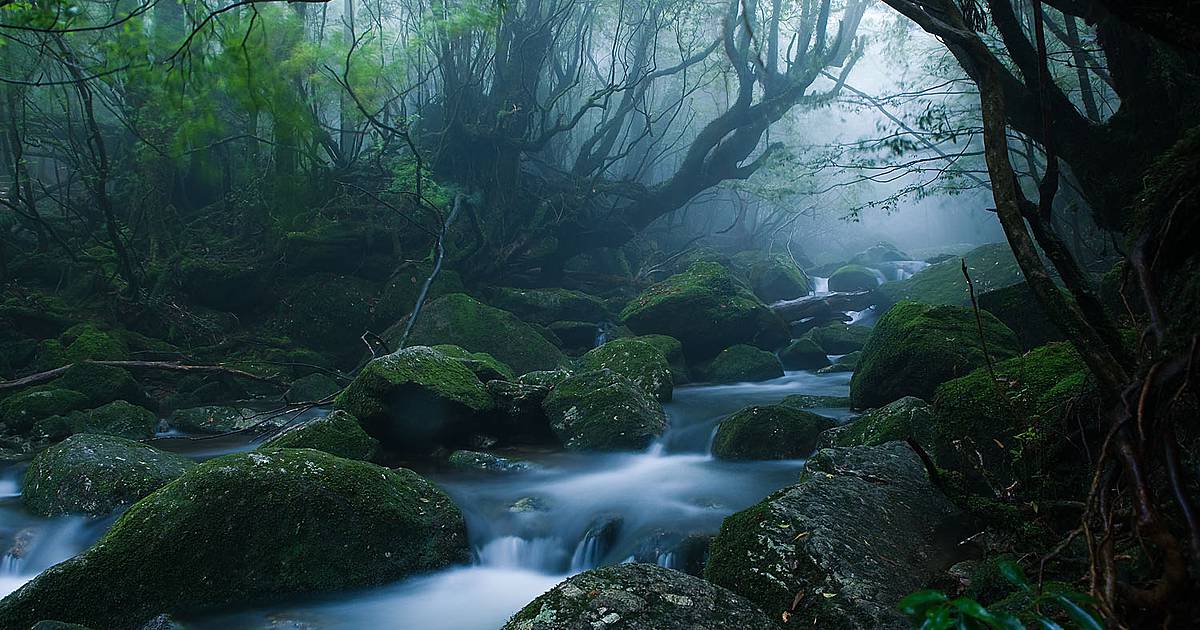 All about Yakushima Island in Japan