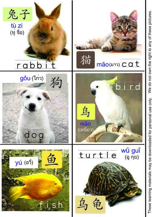 Animals in Chinese — Vocabulary for your furry friends 2