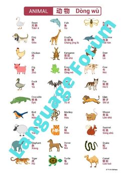 Animals in Chinese — Vocabulary for your furry friends 4