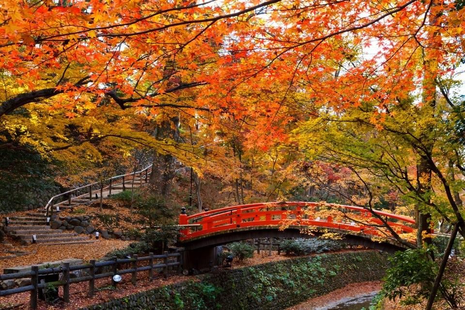 Autumn leaves at Kitano Tenmangu Shrine 北野天満宮 2024 2