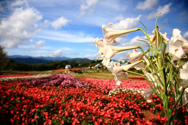 Coming with 5 Flower Parks to Visit in Kyushu Japan 4