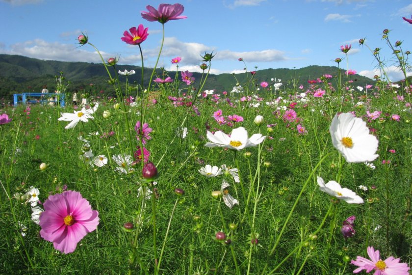 Coming with Hokubō Cosmos Festival in Japan