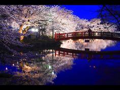 Vem com Sakura Night Garden Japão 2024