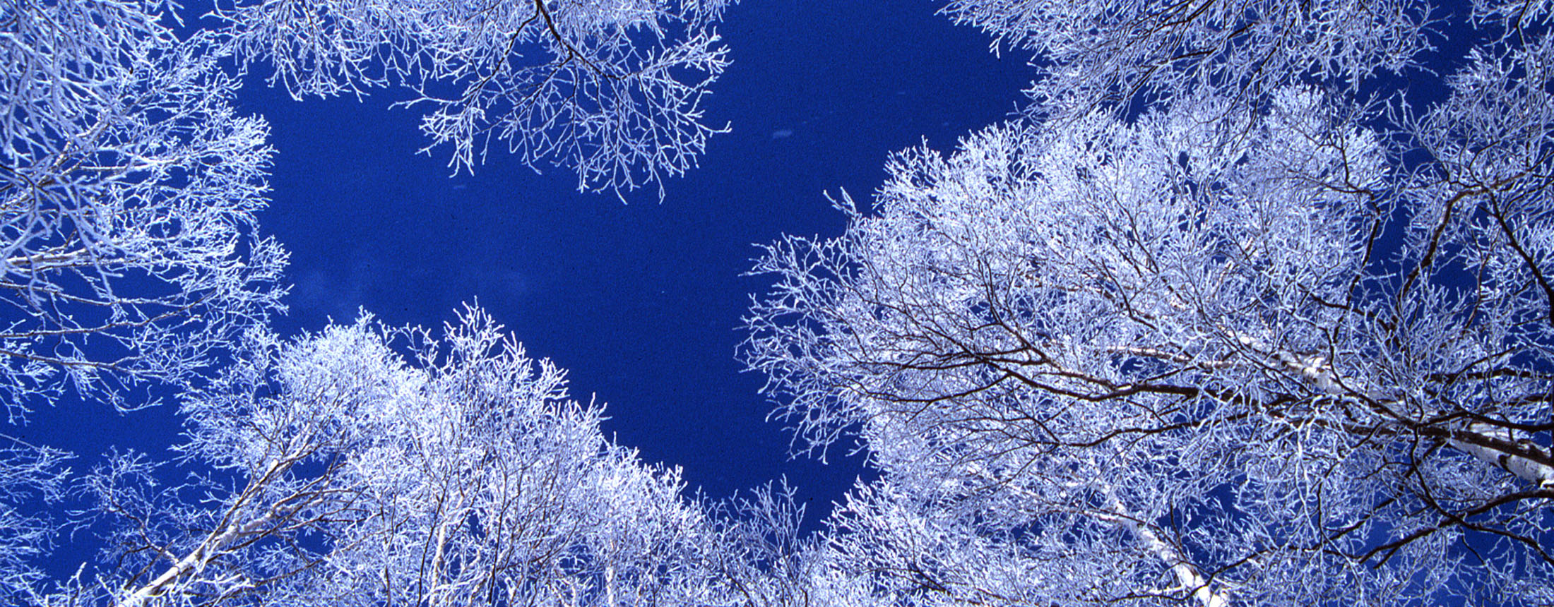 Discover Karuizawa Winter Festival in Japan 2
