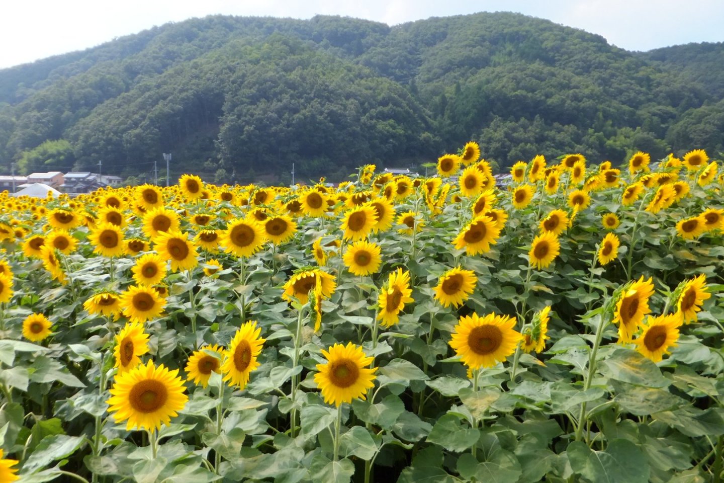 일본에서 Nanco Sunflower Festival을 발견하십시오
