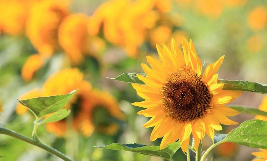 Discover Nanko Sunflower Festival in Japan 3