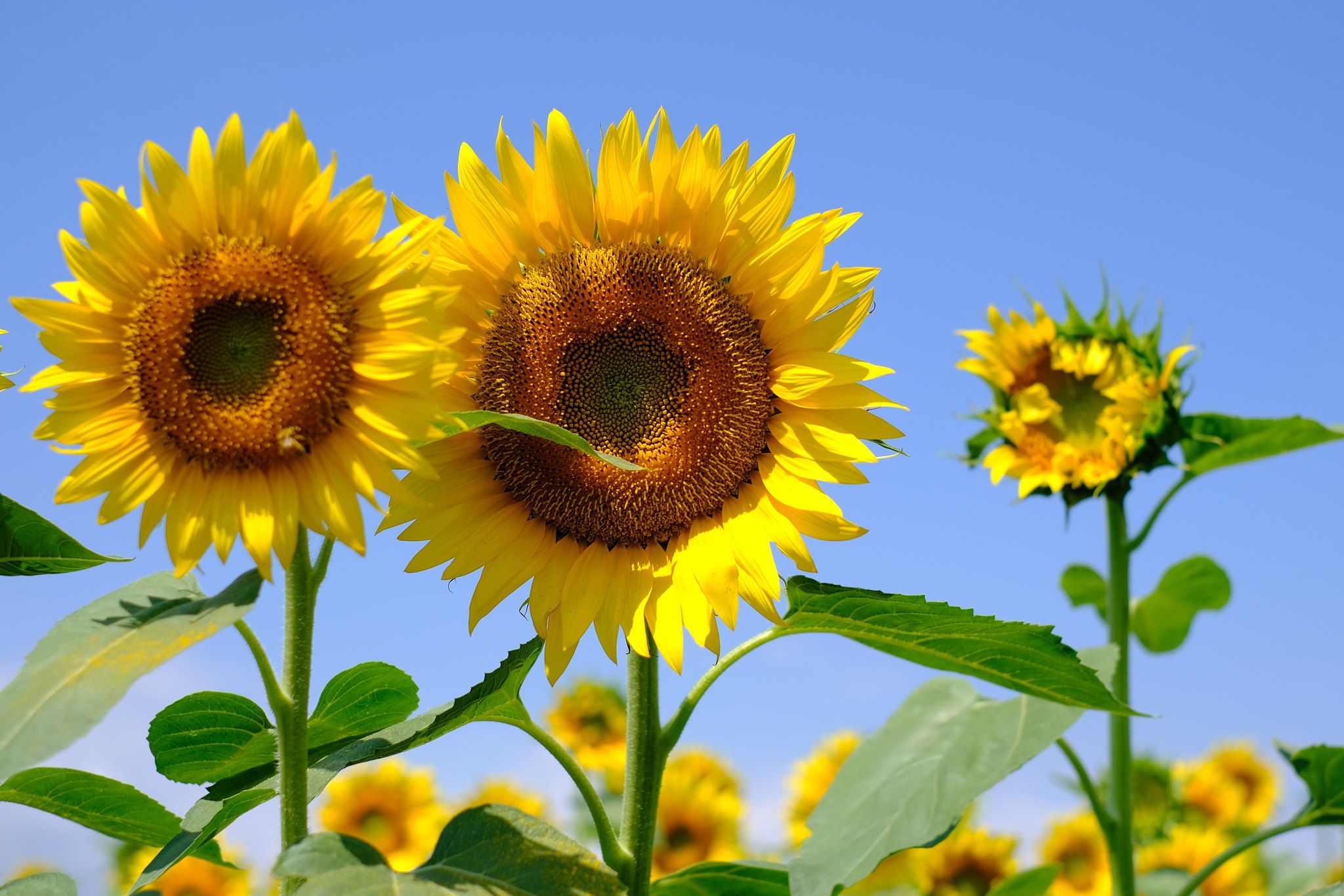 Discover Nanko Sunflower Festival in Japan 4