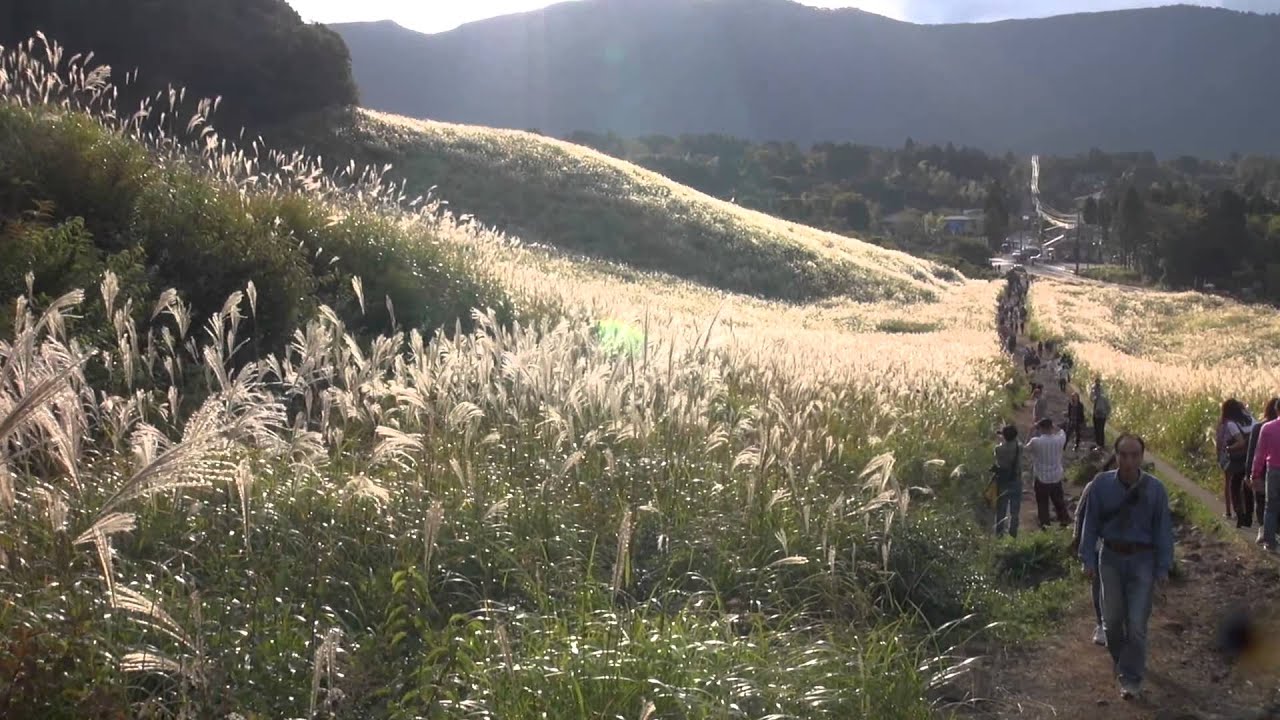 Discover Pampas Grass Spots in the Kanto Region Japan 2024 2