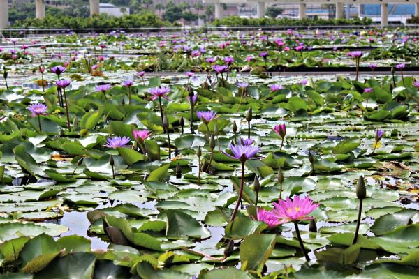 Discover Water Lily Exhibition Japan 2024 2