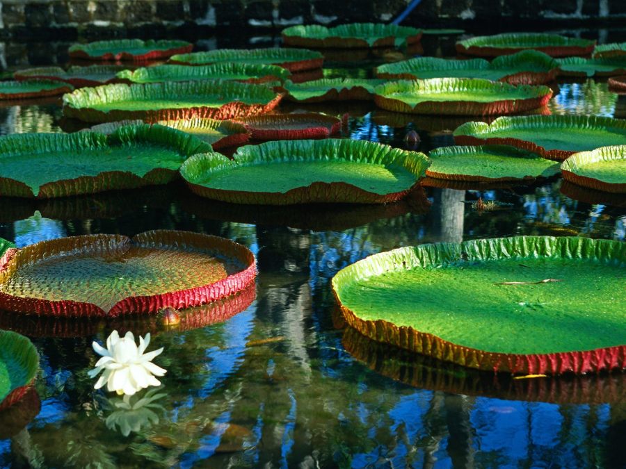 Discover Water Lily Exhibition Japan 2024 3